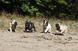BOULEDOGUE FRANCAIS 301